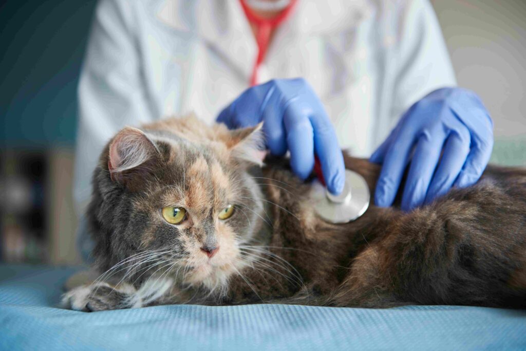 Kidney Disease in cats